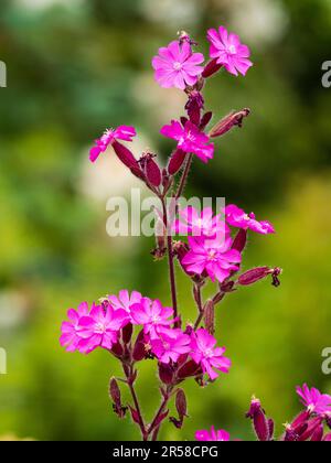 Red campion, Silene dioica, una pianta da giardino inglese con fiori selvatici e piante perenni Foto Stock