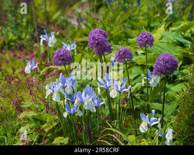 Inizio estate combinazione piantagione di bulbi duri Allium 'Purple Sensation' e Iris x hollandica 'Silvery Beauty' Foto Stock