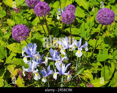 Inizio estate combinazione piantagione di bulbi duri Allium 'Purple Sensation' e Iris x hollandica 'Silvery Beauty' Foto Stock