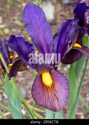 Standard blu e bronzo cade in un fiore della tarda primavera fioritura olandese iris, Iris x hollandica 'Tigereye' Foto Stock