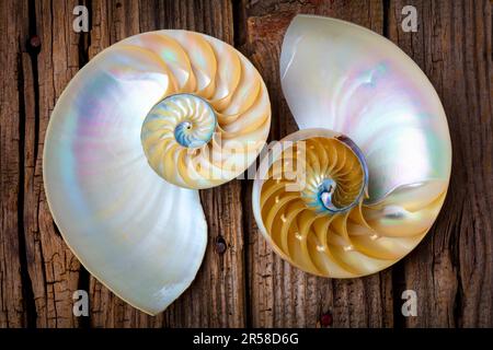 Due conchiglie Natutilus smussate su tavole di legno Still Life Foto Stock