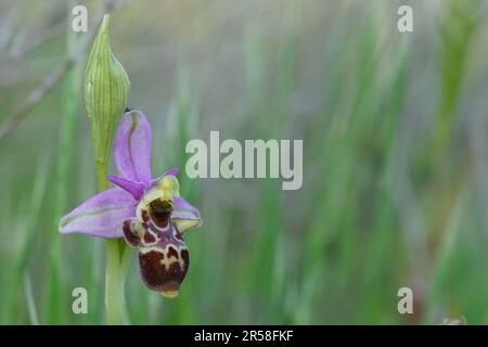 Primo piano naturale di un fiore colorato del gallo bee-orchidea o orchidea gallo, Ophrys scolopax Foto Stock