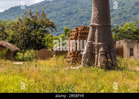 Possente tronco di un baobab nel mezzo di un villaggio. L'albero è spesso il centro della vita sociale in un villaggio del Malawi. Come ospiti del Kutchire Lodge (Malawi), potrete anche partecipare a una passeggiata guidata nel vicino villaggio. Durante la conversazione si apprende l'influenza del Parco Nazionale di Liwonde, che è stato istituito due decenni fa, sulle strutture che sono cresciute per generazioni. Foto Stock