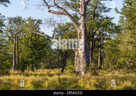 Baobab Tree nel Parco Nazionale di Liwonde. L'albero immagazzina molta acqua nel suo tronco. Gli elefanti rompono la corteccia quando è asciutta. Questo tronco mostra le tracce di elefanti. Il tronco di un albero di baobab mostra chiaramente i segni di graffio delle zanne di elefante. Durante la stagione asciutta, questi alberi servono come serbatoi fluidi. Parco Nazionale Malawi Liwonde Foto Stock