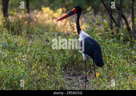 La cicogna a sella (Ephippiorhynchus senegalensis) è facilmente identificabile dal suo disegno di legge nei colori della bandiera tedesca (con la sella gialla). Appartiene ai più grandi uccelli in grado di volare. Parco Nazionale Malawi Liwonde Foto Stock