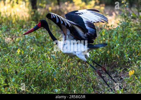 La cicogna a sella (Ephippiorhynchus senegalensis) è facilmente identificabile dal suo disegno di legge nei colori della bandiera tedesca (con la sella gialla). Appartiene ai più grandi uccelli in grado di volare. Parco Nazionale Malawi Liwonde Foto Stock