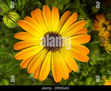 Primo piano foto di un singolo fiore di Osteospermum giallo su uno sfondo verde sfocato. Fiore giallo di Dimorphotheca ecklonis Foto Stock