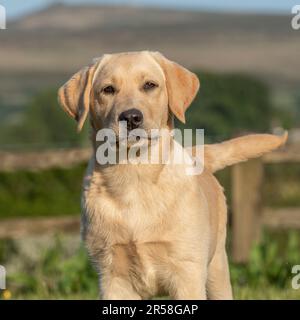 Giallo labrador retriever cucciolo Foto Stock
