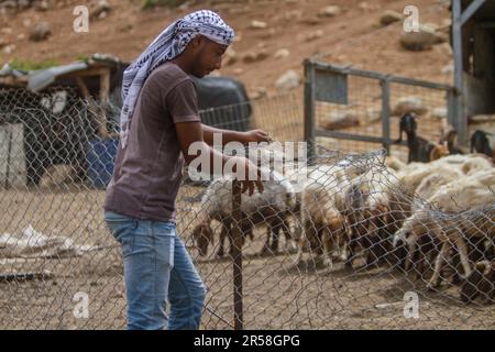 Valle del Giordano, Palestina. 01st giugno, 2023. Un beduino palestinese visto vicino al suo Khirbet, che è minacciato di demolizione da parte dell'esercito israeliano, nella valle settentrionale del Giordano nella Cisgiordania occupata settentrionale. Oggi, 1 giugno, il governo israeliano ha consegnato undici ordini di demolire le case per i residenti di questo khirbet, che si trova vicino all'avamposto illegale di Koki. Credit: SOPA Images Limited/Alamy Live News Foto Stock