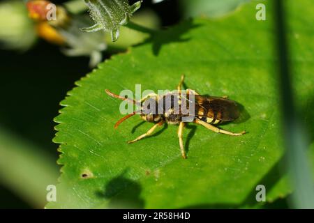 Primo piano naturale su una grande ape solitaria a cucù Nomad gialla, Nomada sexfasciata un parassita sulle api di longhorn, Eucera Foto Stock