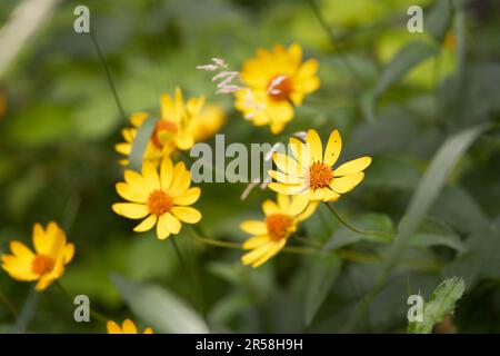 Primo piano dei fiori lisci di Oxeye, Winnipeg, Manitoba, Canada Foto Stock