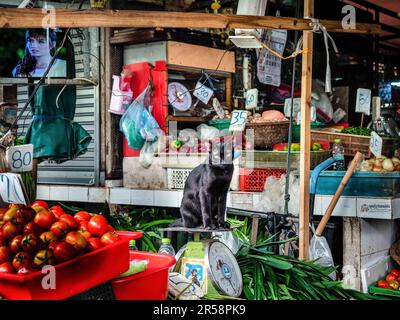 Bangkok, Thailandia. 9th Feb, 2022. Un gatto visto su una stalla di verdure fresche al Khlong Toei Market, il più grande mercato fresco di BangkokÃ, su Rama IV Road. (Credit Image: © Nathalie Jamois/SOPA Images via ZUMA Press Wire) SOLO PER USO EDITORIALE! Non per USO commerciale! Foto Stock