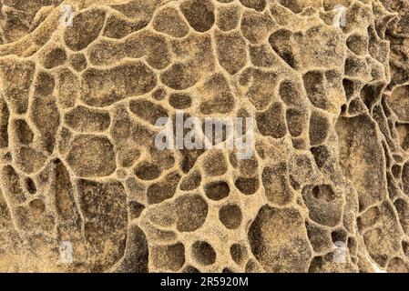 Tafoni e strati inclinati di arenaria che si formavano in profondità sotto il mare, 40–60 MY, Salt Point state Park, CA, USA Foto Stock