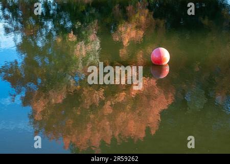 Composizione autunnale astratta con il riflesso del fogliame autunnale su un grande sfondo del lago e spazio copia sfondo, con una palla plastc mezzo rosso AN Foto Stock