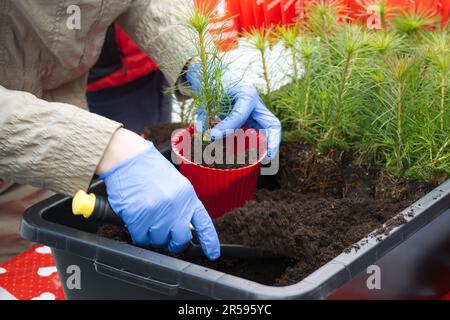 Trasferimento di piante di pino containerizzate in pentola biodegradabile. Earth Day salvare il concetto di ambiente Foto Stock