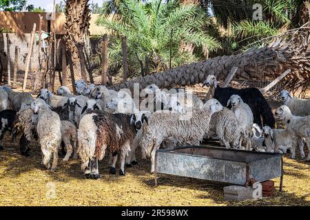 Mandria di pecore - varie vedute - Muzahmiyah Foto Stock