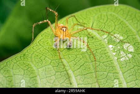 Un ragno giallo o Oxyopes salticus, ragno lince, comunemente noto come il ragno lince striato su una foglia verde, Macro foto di insetto con focus selettivo Foto Stock