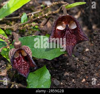 Aristolochia Arborea (Aristolochia salvadorensis) anche Darth Vader pianta. Giardino botanico di Heidelberg, Baden Wuerttemberg, Germania. Foto Stock