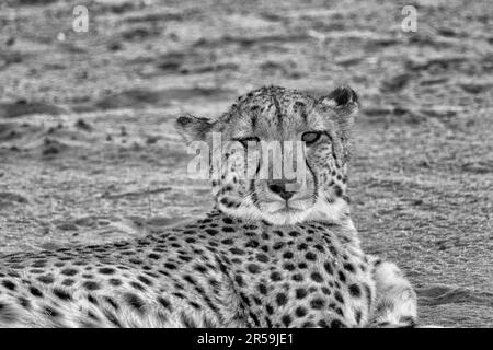 Ghepardo sdraiato sulla sabbia in Namibia in bianco e nero Foto Stock