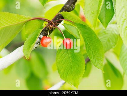 foglie di verde brillante sui rami e il frutto della ciliegia Foto Stock