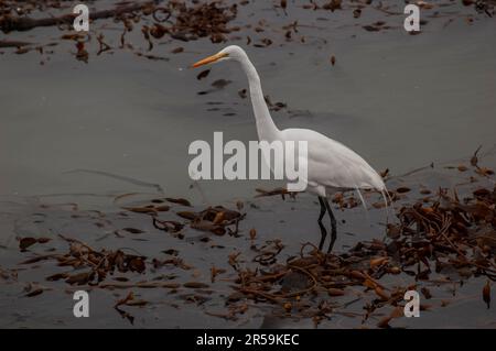 Una grande caccia di airette bianche sul kelp galleggiante a Carmel Bay, California Foto Stock