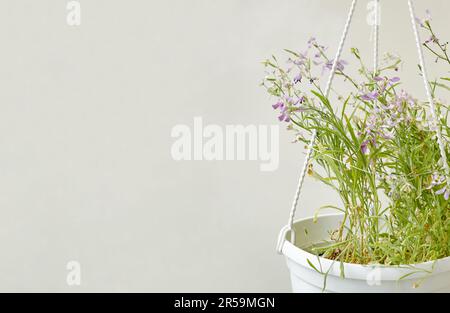 Mattiola in una pentola bianca, isolata su fondo grigio. Cognome Brassicaceae, Nome scientifico Matthiola Foto Stock