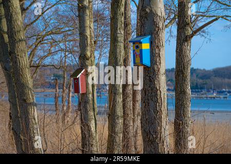 Bird house in colori svedesi alto in un albero Foto Stock