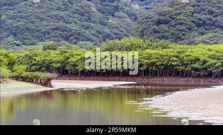 Parte della Foresta di Amami Mangrove Primeval (Amami Island, Giappone meridionale) con due specie di mangrovie: Kandelia obovata (piccola a sinistra) e Lea grande Foto Stock