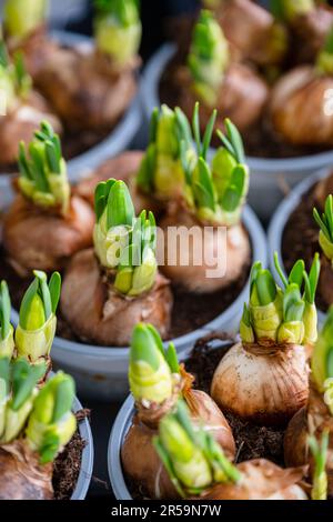 Cipolle germoglianti verdi in pentole Foto Stock