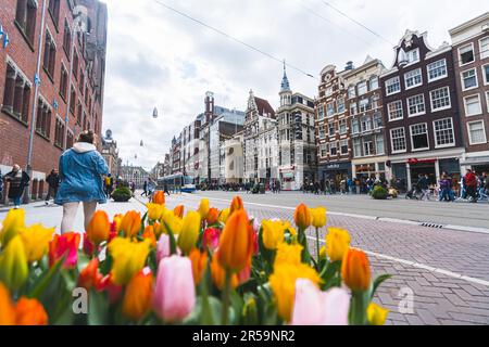 Vista sulla classica strada di Amsterdam con bellissimi tulipani colorati in primo piano. Giorno nuvoloso sui Paesi Bassi. Foto di alta qualità Foto Stock