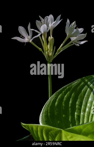 Primo piano vista verticale di fiori bianchi di proiphys amboinensis aka giglio di Cardwell o giglio di Natale settentrionale e foglie isolate su sfondo nero Foto Stock