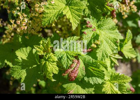 Sfere di ribes rosso Blister afid o Cryptomyzus ribis su foglia di ribes rosso o Ribes rubrum. Malattia di currant. Foto Stock