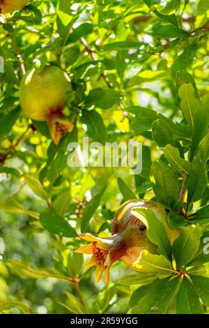 Le ovaie e i frutti della maturazione del melograno si chiudono tra le foglie. Sfondo sfocato Foto Stock