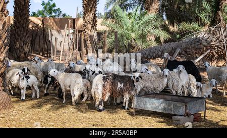 Mandria di pecore - varie vedute - Muzahmiyah Foto Stock