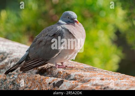 Comune Woodpicceon, Columba Palumbus, singolo adulto in piedi sul muro, Albufera, Mallorca, Spagna, 21 maggio 2023 Foto Stock