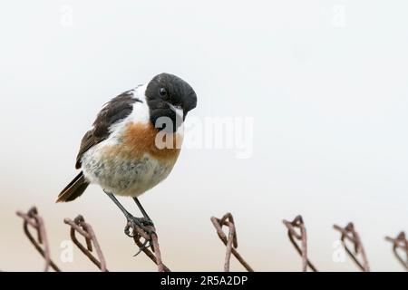 European stonechat, sassicola torquata, adulto singolo maschio arroccato su recinzione metallica, Albufera, Maiorca, Isole Baleari, Spagna Foto Stock