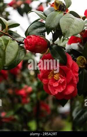 Fioritura di Camelia impianto nel parco Foto Stock