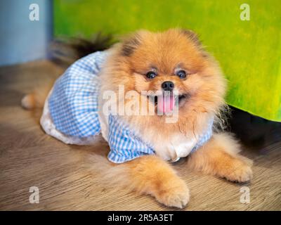 un cane pomerano che posa sul pavimento con abito per cane Foto Stock