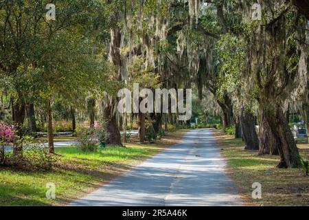 Percorso alberato nel cimitero di Bonaventure a Savannah. Foto Stock