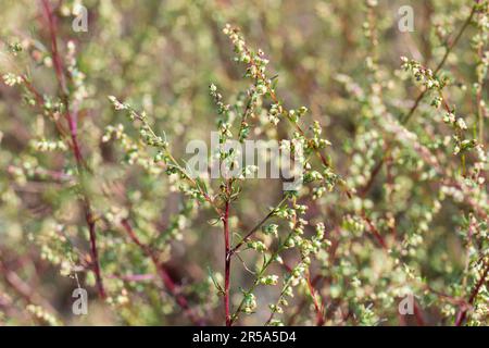 Campo di Southernwood (Artemisia campestris), fioritura, Germania Foto Stock