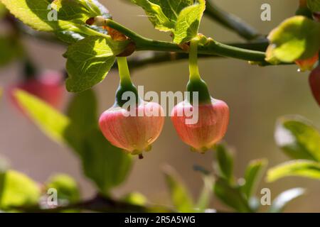 Mirtillo nana, mirtillo, mirtillo, mirtillo, basso billberry (Vaccinium myrtillus), fiori, Svezia Foto Stock