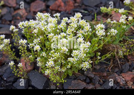 Erba di scorbuto comune (Cochlearia officinalis), fioritura, Svezia Foto Stock