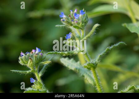 Bugloss annuale, Bugloss piccolo (Anchusa arvensis, Lycopsis arvensis), fioritura, Germania Foto Stock