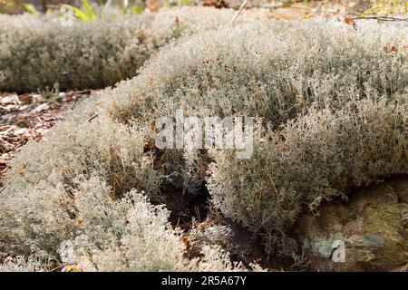 Lichen di renna, Moss di renna (Cladonia rangiferina), Habit, Svezia Foto Stock