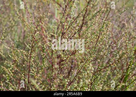 Campo di Southernwood (Artemisia campestris), fioritura, Germania Foto Stock