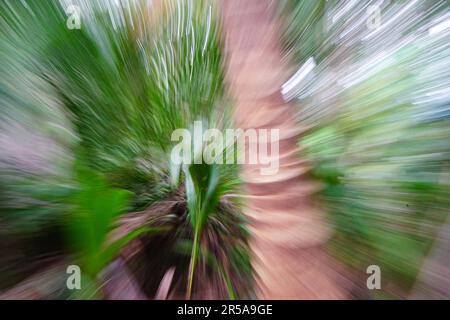 Lunga esposizione giungla fogliame Foto Stock