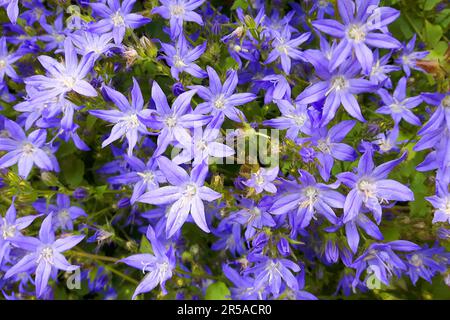 piccola campana blu fiori texture come sfondo naturale molto bello Foto Stock