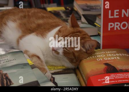 I gatti e gli edifici colorati di Venezia Foto Stock