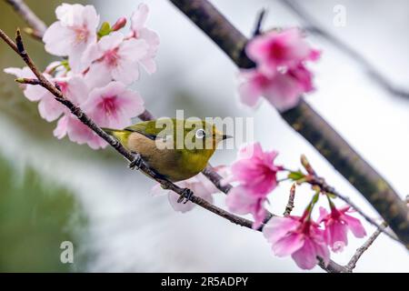 Occhi bianchi di Warbeling (Zosterops japonicus) da Amami Oshima, isole Ryukyu, Giappone meridionale. Foto Stock