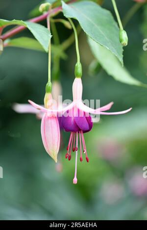 Fuchsia, conosciuta anche come Hummingbird Fuchsia, Hardy Fuchsia, Lady's Eardrops. Foto Stock